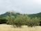 #453 Casoli Land Olive Groves in Abruzzo
